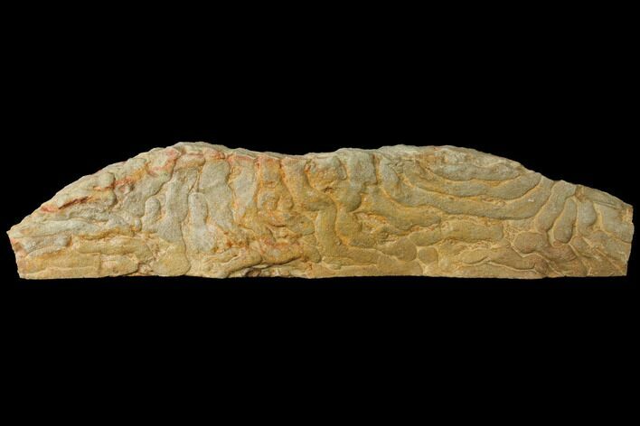 Pennsylvanian, Fossil Microbial Mat - Oklahoma #114063